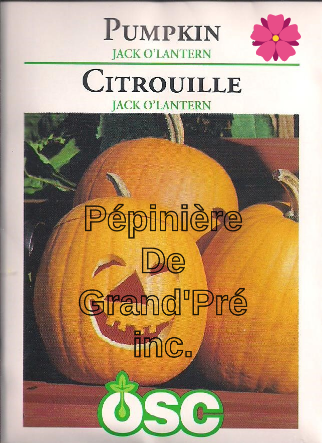 Semences OSC - Citrouille Jack O'Lantern