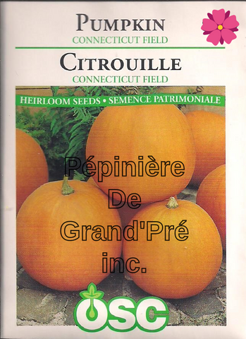 Semences OSC - Citrouille Connecticut Field