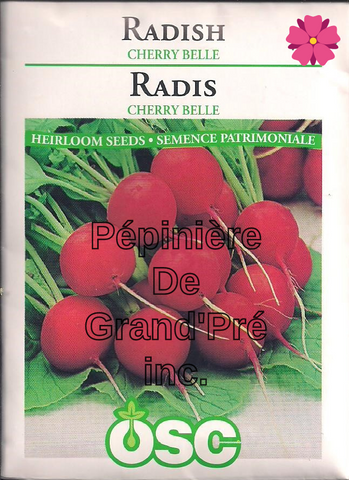 Semences OSC - Radis Cherry Belle