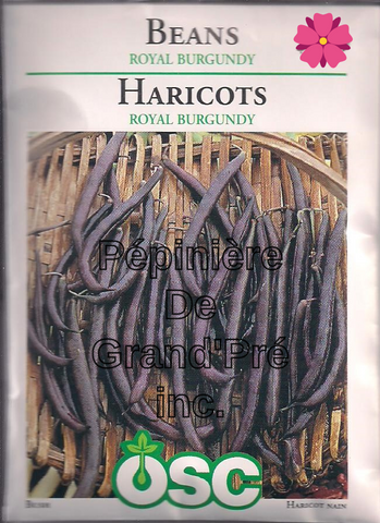 Semences OSC - Haricot Royal Burgundy