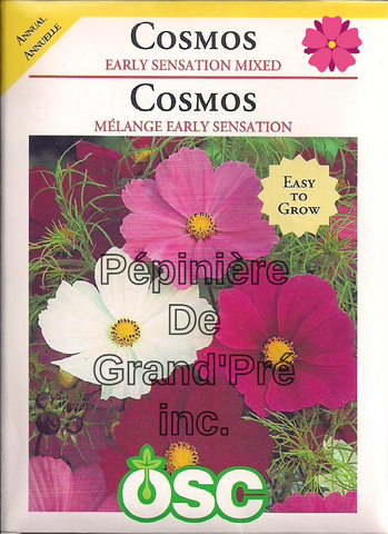 Semences OSC - Cosmos - Mélange Early Sensation