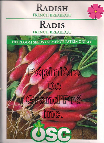 Semences OSC - Radis French Breakfast