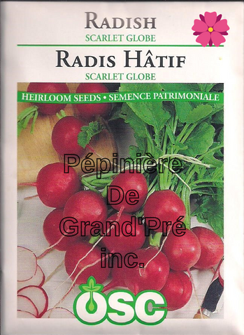 Semences OSC - Radis Hâtif Scarlet Globe