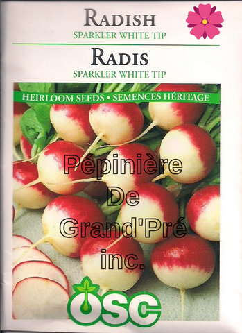 Semences OSC - Radis Sparkler White Tip