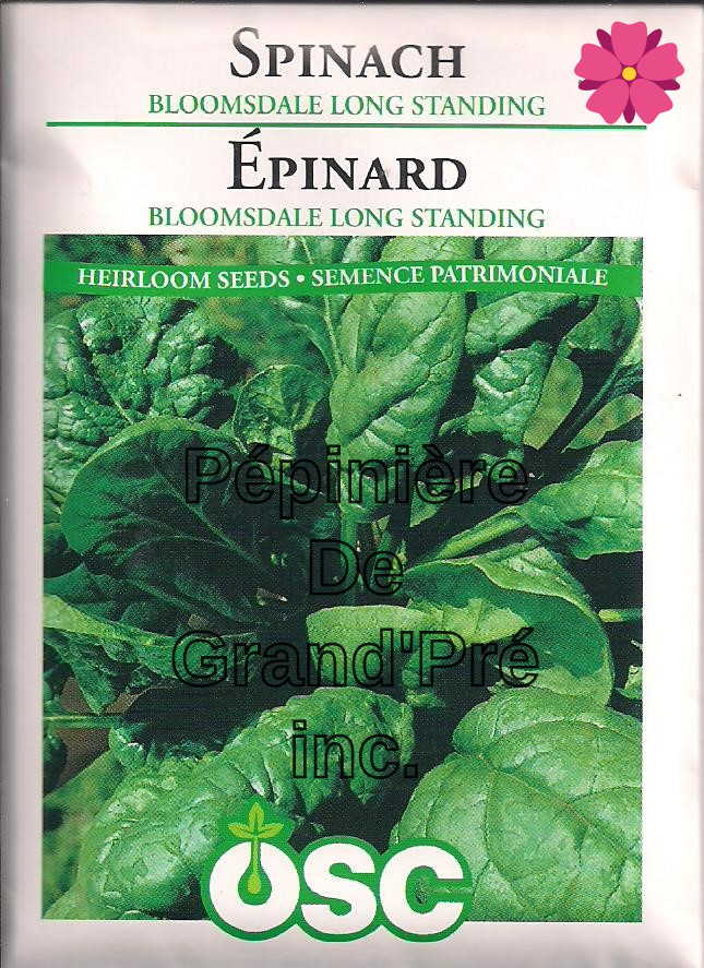 Semences OSC - Épinard Bloomsdale Long Standing