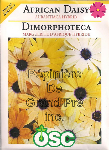 Semences OSC - Dimorphoteca Marguerite d'Afrique hybride