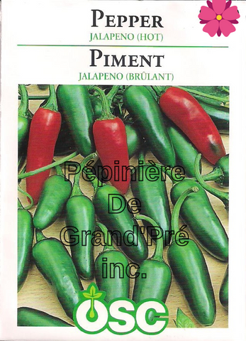 Semences OSC - Piment Jalapeno (brûlant)