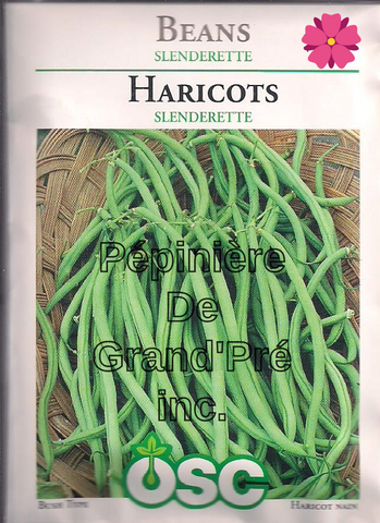 Semences OSC - Haricot Slenderette
