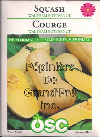 Semences OSC - Courge Waltham Butternut