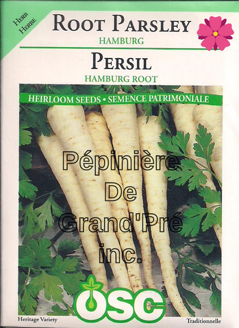 Semences OSC - Persil Hamburg Root