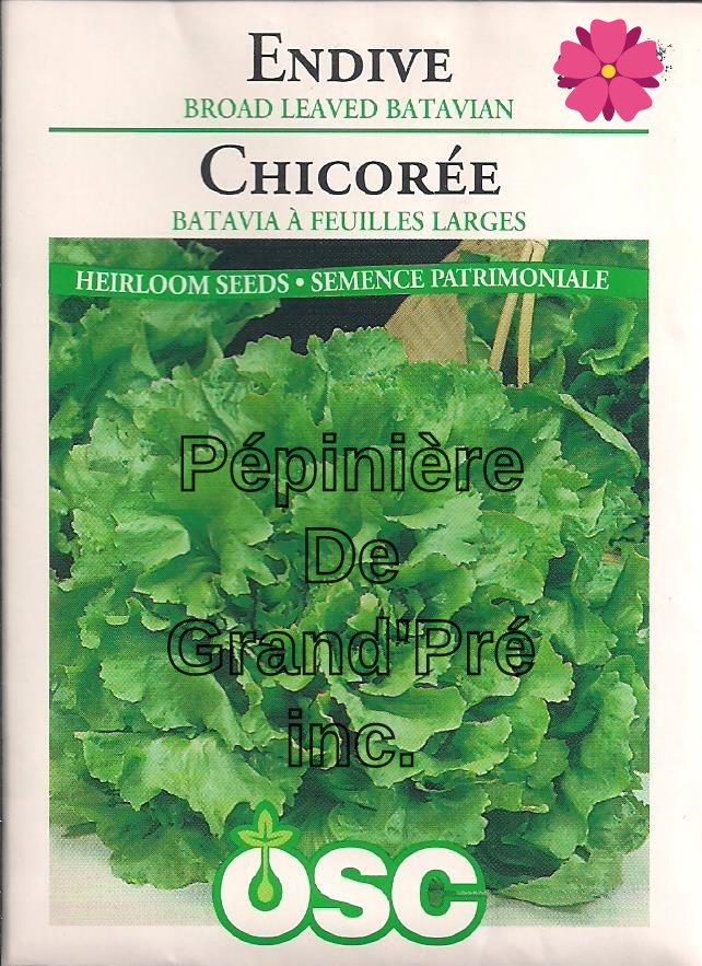 Semences OSC - Chicorée Batavia à Feuilles Larges