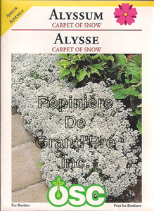 Semences OSC - Alysse Carpet of Snow