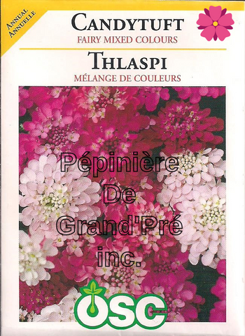Semences OSC - Thlaspi Mélange de Couleurs