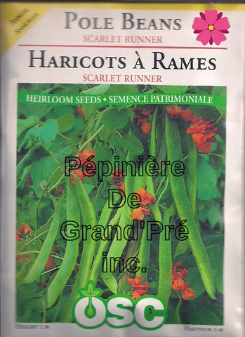Semences OSC - Haricots à rames Scarlet Runner